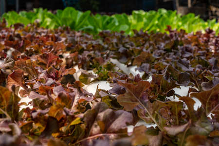 Green oak growing in a trough Planted in a hydroponic system.の写真素材