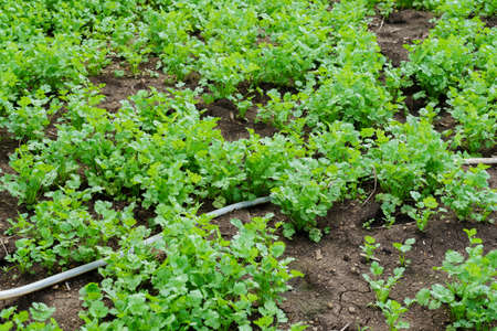The hills are full of corn in the rainy season.の写真素材