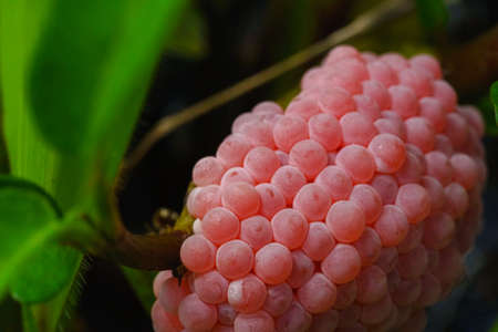 Golden applesnail spawn on the leaves on the edge of the swamp.の写真素材