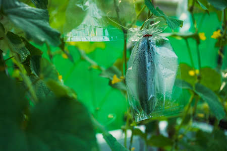Golden applesnail spawn on the leaves on the edge of the swamp.の写真素材