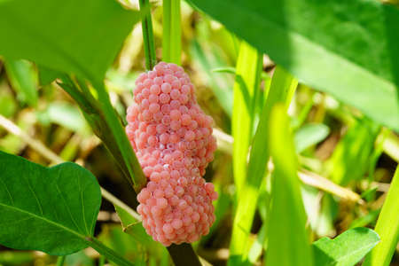 Golden applesnail spawn on the leaves on the edge of the swamp.の写真素材