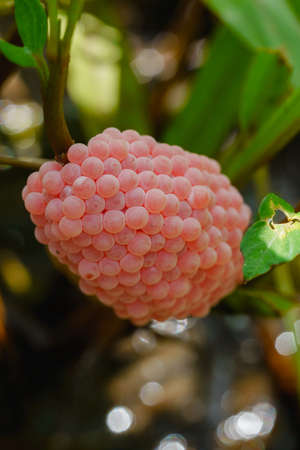 Golden applesnail spawn on the leaves on the edge of the swamp.の写真素材