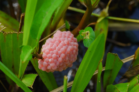 Golden applesnail spawn on the leaves on the edge of the swamp.の写真素材