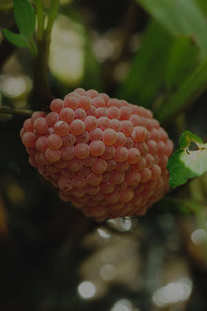 Golden applesnail spawn on the leaves on the edge of the swamp.の写真素材