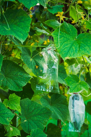 Protecting Cucumbers From Insects By Wrapping Bagsの写真素材
