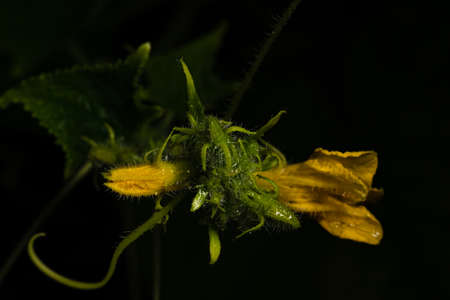 Protecting Cucumbers From Insects By Wrapping Bagsの写真素材