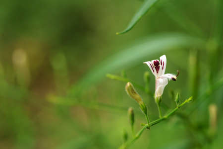 Andrographis paniculata (Burm. F) Nees, generally known as king of bitters, this plant has been widely used for treating sore throat, flu, and respiratory tract infections.の写真素材