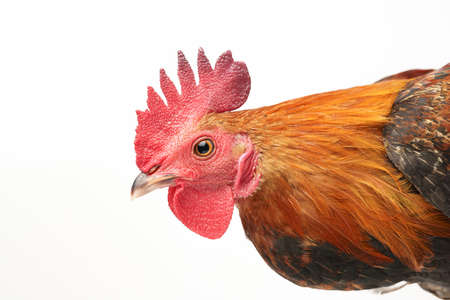 Red crested chicken on a white background.の写真素材