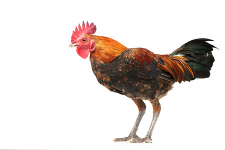 Red crested chicken on a white background.の写真素材