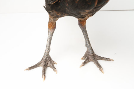 Red crested chicken on a white background.の写真素材