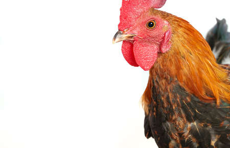 Red crested chicken on a white background.の写真素材