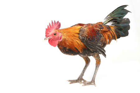 Red crested chicken on a white background.の写真素材