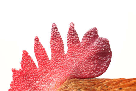 Red crested chicken on a white background.の写真素材