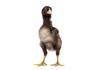 barred plymouth rock chicken isolated on white background.の写真素材