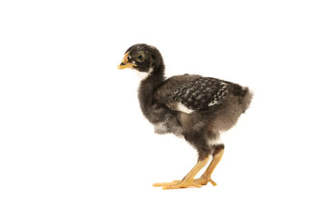 barred plymouth rock chicken isolated on white background.の写真素材