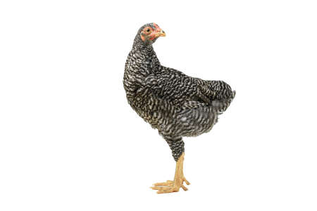 barred plymouth rock chicken isolated on white background.,three months.の写真素材