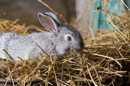 Rabbit on Dry Grassの写真素材