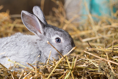 Rabbit on Dry Grassの写真素材