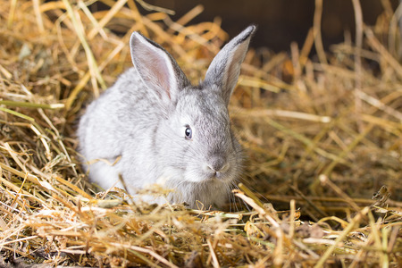 Rabbit on Dry Grassの写真素材