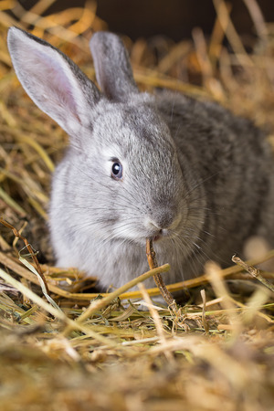 Rabbit on Dry Grassの写真素材