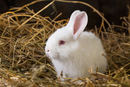 Rabbit on Dry Grassの写真素材