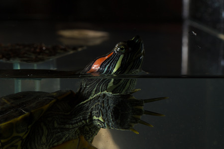 Young turtle sitting in aquarium