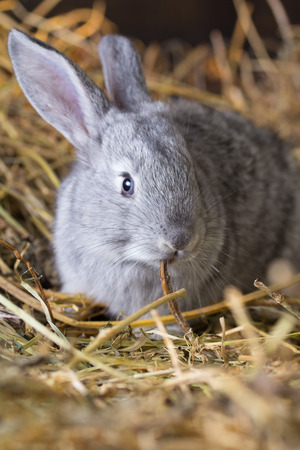 Grey rabbit on dry grass (straw)の写真素材