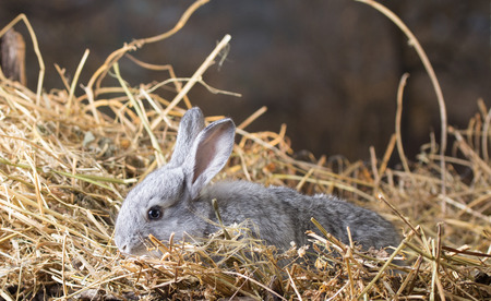 Grey rabbit on dry grass (straw)の写真素材