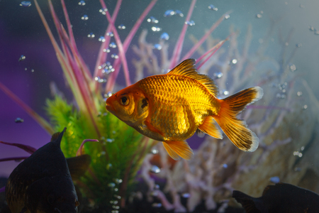 Little fish in aquariumの写真素材
