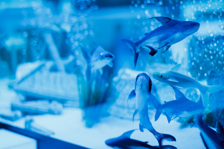 A marine aquarium with fishes and coralsの写真素材