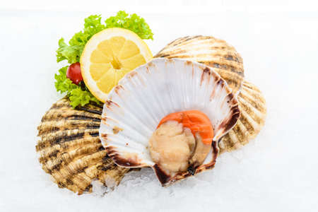 Closed and opened scallop is placed on iceの写真素材