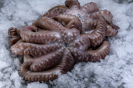 Fresh raw octopus on iceの写真素材