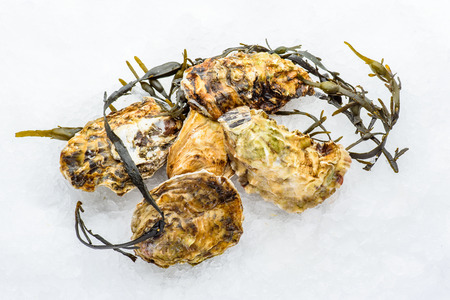 Fresh closed Oyster on iceの写真素材