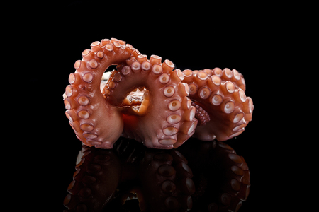 Baby octopus over black background.の写真素材