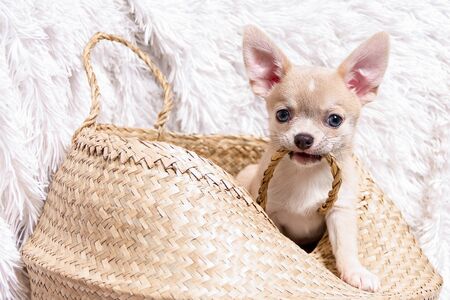 Light chihuahua puppy playing sitting and gnaw In Wicker basket at white background and looking at camera.の写真素材