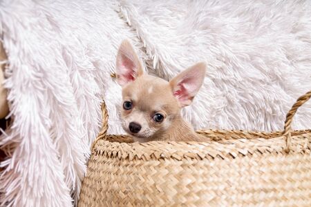 Light chihuahua puppy sitting In Wicker basket at white background and looking at camera.の写真素材