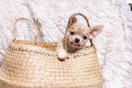 Happy dog chihuahua puppy showing small tongue sitting In Wicker basket at white background and looking at cameraの写真素材