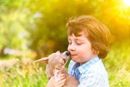 Chihuahua dog licks little laughing child's face close up. Portrait of a happy caucasian kid boy hugging a puppy at sunny day in park on grass and play togetherの写真素材