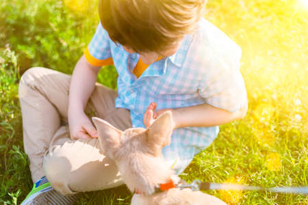 Chihuahua dog and little child close up. Cropped happy caucasian kid boy feeds a puppy at sunny day in park on grass and play together.の写真素材