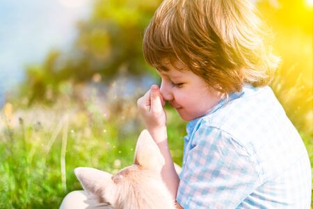 Chihuahua dog licks little laughing child's face close up. Portrait of a happy caucasian kid boy...