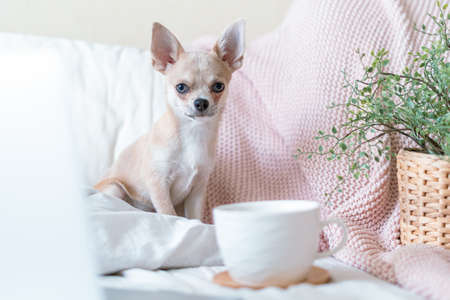 Breakfast in bed. Funny young chihuahua dog covered in throw blanket with steaming cup of hot tea or coffee. Lazy puppy wrapped in plaid relaxes. Good morningの写真素材