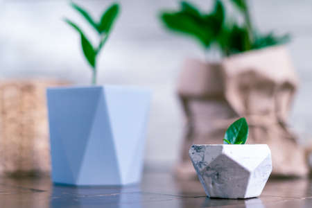 Sprout of a large and small Zamioculcas home plant in pot stands on wooden background at home. Home gardeningの写真素材
