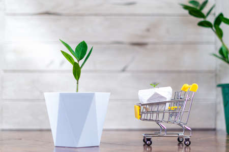 Sprout of a large and small Zamioculcas home plant in wicker concrete pot and shopping cart stands on wooden background at home. Home gardeningの写真素材