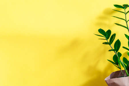 Branch and shadow of Zamioculcas home plant stand on yellow background at home. Home gardening. With copy spaceの写真素材