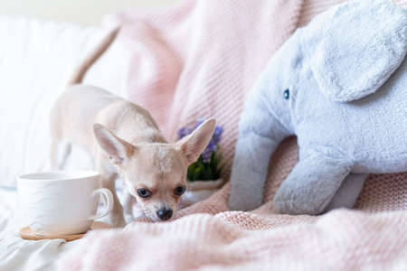 Breakfast in bed. Funny young chihuahua dog covered in throw blanket with steaming cup of hot tea or coffee. Lazy puppy wrapped in plaid relaxes. Good morning.の写真素材
