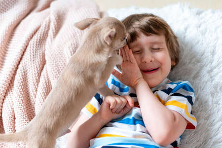 Chihuahua dog licks little laughing child's face on couch with blanket. Portrait of a happy caucasian kid boy hugging a puppy at cozy home on sofa and play together. Stay at home conceptの写真素材