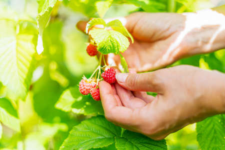 Cropped hand of adult woman picking raspberries from plant at farm. Closeup of raspberry cane. Summer garden in village. Growing berries harvest at farm.の写真素材