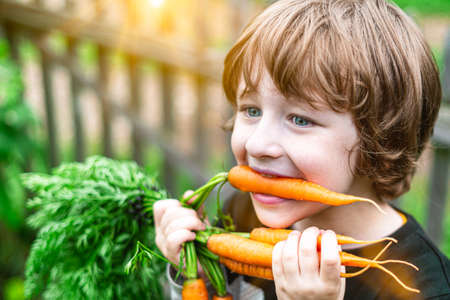 Cute kid boy at the farm eating fresh carrot. Open mouth.の写真素材