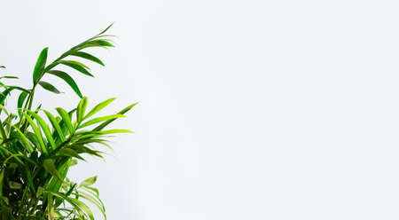 Chamedorea elegans palm home plant stand on gray background. Home gardening. Banner with copy space.