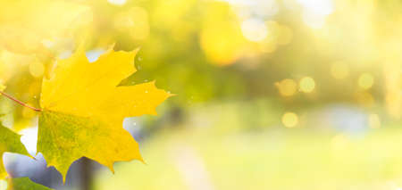 Autumn maple leaves on the sun and blurred trees. Fall background with copy space.の写真素材